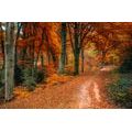 WALL MURAL FOREST IN AUTUMN - WALLPAPERS NATURE - WALLPAPERS
