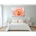 CANVAS PRINT ROSE IN A PEACH SHADE - PICTURES FLOWERS - PICTURES
