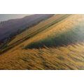 CANVAS PRINT SUNSET OVER A WHEAT FIELD - PICTURES OF NATURE AND LANDSCAPE - PICTURES