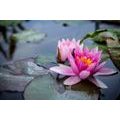 WALL MURAL PINK LOTUS FLOWER - WALLPAPERS FLOWERS - WALLPAPERS