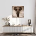 OBRAZ AFRICKÝ SLON V MLZE - OBRAZY SLONI - OBRAZY
