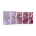 5-PIECE CANVAS PRINT CARNATION PETALS - PICTURES FLOWERS - PICTURES