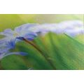CANVAS PRINT FLOWERS ON A MEADOW IN SPRING - PICTURES FLOWERS{% if product.category.pathNames[0] != product.category.name %} - PICTURES{% endif %}