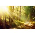 CANVAS PRINT SUN RAYS IN THE FOREST - PICTURES OF NATURE AND LANDSCAPE{% if product.category.pathNames[0] != product.category.name %} - PICTURES{% endif %}