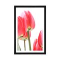 AFFICHE AVEC MONTURE TULIPES ROUGES - FLEURS - AFFICHES