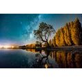 SELF ADHESIVE WALL MURAL TREE UNDER THE STARRY SKY - SELF-ADHESIVE WALLPAPERS - WALLPAPERS