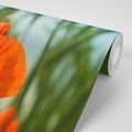 SELF ADHESIVE WALL MURAL RED POPPY - SELF-ADHESIVE WALLPAPERS - WALLPAPERS