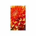 POSTER WITH MOUNT ORANGE DAHLIA - FLOWERS - POSTERS