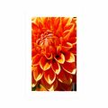 AFFICHE AVEC MONTURE DAHLIA ORANGE - FLEURS - AFFICHES