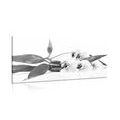 CANVAS PRINT STILL LIFE WITH ZEN STONES IN BLACK AND WHITE - BLACK AND WHITE PICTURES - PICTURES