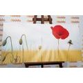 TABLEAU SUR TOILE – COQUELICOT SAUVAGE - TABLEAUX DE FLEURS - TABLEAUX
