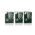 POSTER – FOGLIA DI MONSTERA - FIORI - POSTER