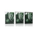 POSTER MONSTERA LEAF - FLOWERS - POSTERS