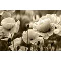 CANVAS PRINT FIELD OF WILD POPPIES IN SEPIA - BLACK AND WHITE PICTURES - PICTURES