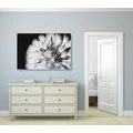 CANVAS PRINT DANDELION IN BLACK AND WHITE - BLACK AND WHITE PICTURES - PICTURES