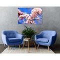 CANVAS PRINT SPRING CHERRY BLOSSOMS - PICTURES FLOWERS - PICTURES
