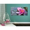 CANVAS PRINT PINK LOTUS FLOWER - PICTURES FLOWERS - PICTURES