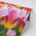 WALL MURAL MEADOW OF PINK TULIPS - WALLPAPERS FLOWERS - WALLPAPERS