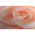 CANVAS PRINT ROSE IN A PEACH SHADE - PICTURES FLOWERS - PICTURES