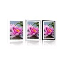 POSTER CU PASSEPARTOUT FLOARE DE LOTUS ROZ - FLORI - POSTERE