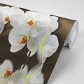 SELF ADHESIVE WALLPAPER ORCHID AND A BUTTERFLY - SELF-ADHESIVE WALLPAPERS - WALLPAPERS