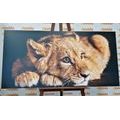 CANVAS PRINT OF A CUTE LION - PICTURES OF ANIMALS - PICTURES