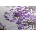 CANVAS PRINT BLOOMING PURPLE GARLIC FLOWERS - PICTURES FLOWERS - PICTURES