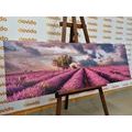 CANVAS PRINT LANDSCAPE OF LAVENDER FIELDS - PICTURES OF NATURE AND LANDSCAPE - PICTURES