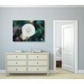 CANVAS PRINT WHITE FLUFFY DANDELION HAT - PICTURES FLOWERS - PICTURES