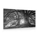 CANVAS PRINT BLACK AND WHITE MAJESTIC TREES - BLACK AND WHITE PICTURES - PICTURES