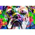 WANDBILD POP-ART-BULLDOGGE - POP-ART-BILDER - BILDER