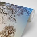 SELF ADHESIVE WALL MURAL SYMBIOSIS OF TREES - SELF-ADHESIVE WALLPAPERS - WALLPAPERS