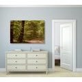 CANVAS PRINT GREEN FOREST - PICTURES OF NATURE AND LANDSCAPE - PICTURES