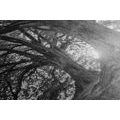 CANVAS PRINT BLACK AND WHITE MAJESTIC TREES - BLACK AND WHITE PICTURES - PICTURES