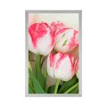 POSTER SPRING TULIPS - FLOWERS - POSTERS