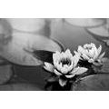 WALL MURAL BLACK AND WHITE LOTUS FLOWER IN THE LAKE - BLACK AND WHITE WALLPAPERS - WALLPAPERS