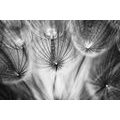 CANVAS PRINT DANDELION IN BLACK AND WHITE - BLACK AND WHITE PICTURES{% if product.category.pathNames[0] != product.category.name %} - PICTURES{% endif %}