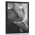 POSTER BEAUTIFUL DANDELION IN BLACK AND WHITE - BLACK AND WHITE - POSTERS