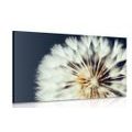 CANVAS PRINT DANDELION ON A DARK BACKGROUND - PICTURES FLOWERS - PICTURES