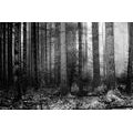 WALL MURAL BLACK AND WHITE SECRET OF THE FOREST - BLACK AND WHITE WALLPAPERS - WALLPAPERS