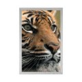 POSTER BENGAL-TIGER - TIERE - POSTER