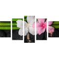 5-PIECE CANVAS PRINT WELLNESS STILL LIFE - PICTURES FENG SHUI - PICTURES