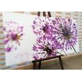 CANVAS PRINT BLOOMING PURPLE GARLIC FLOWERS - PICTURES FLOWERS - PICTURES