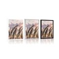 POSTER GRASS AT SUNSET - NATURE - POSTERS