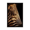 POSTER ZEBRA PORTRAIT - ANIMALS - POSTERS