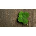 CANVAS PRINT HAPPY FOUR-LEAF CLOVER - STILL LIFE PICTURES{% if product.category.pathNames[0] != product.category.name %} - PICTURES{% endif %}