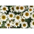 SELF ADHESIVE WALL MURAL MEDICINAL CHAMOMILE FLOWERS - SELF-ADHESIVE WALLPAPERS - WALLPAPERS