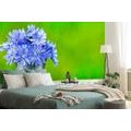 SELF ADHESIVE WALL MURAL FLOWERS IN A BUCKET - SELF-ADHESIVE WALLPAPERS - WALLPAPERS