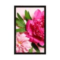 AFFICHE PIVOINE ROSE - FLEURS - AFFICHES