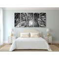 5-PIECE CANVAS PRINT BLACK AND WHITE MAJESTIC TREES - BLACK AND WHITE PICTURES - PICTURES